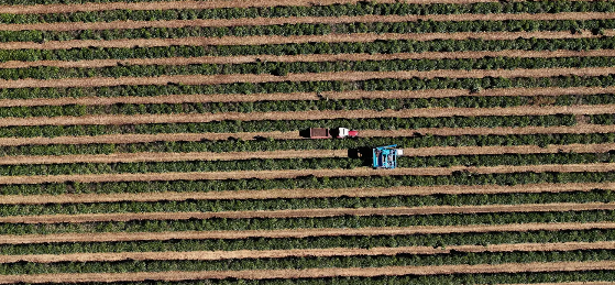 Café brasileiro tem florada precoce e nova safra pode chegar mais cedo